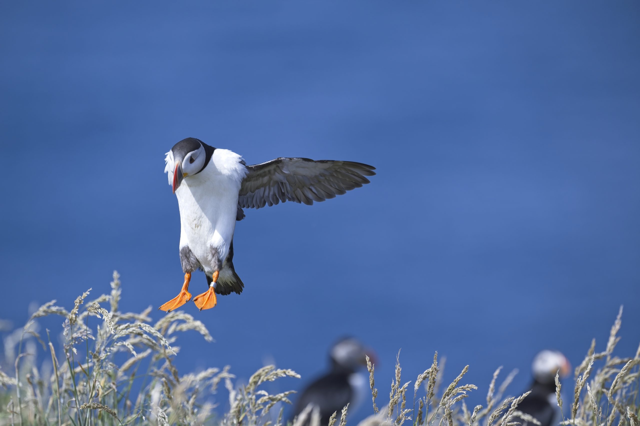 Read more about the article Puffins!