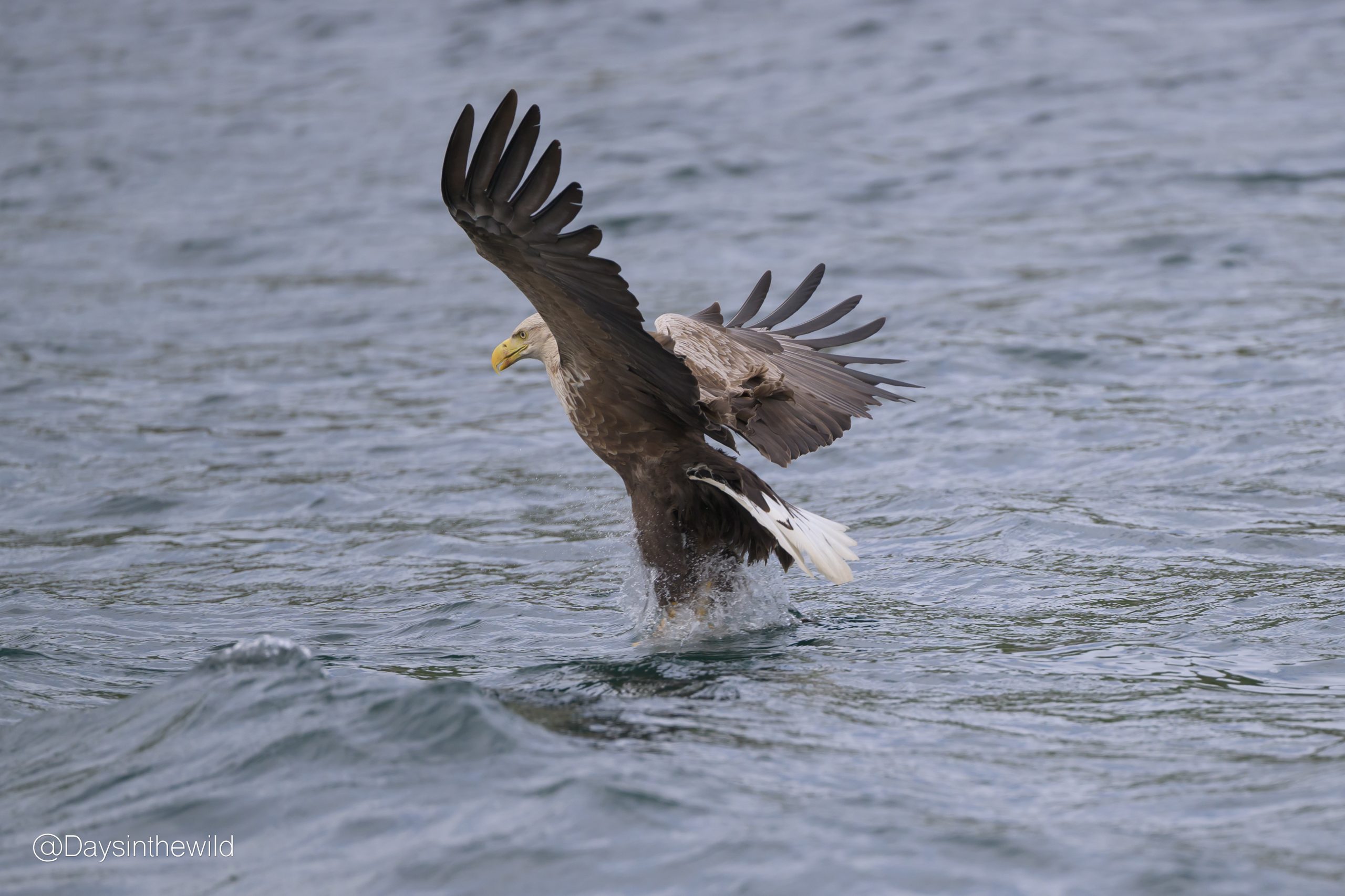 Read more about the article White Tailed Eagles